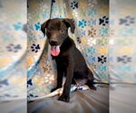Small #1 Labrador Retriever Mix