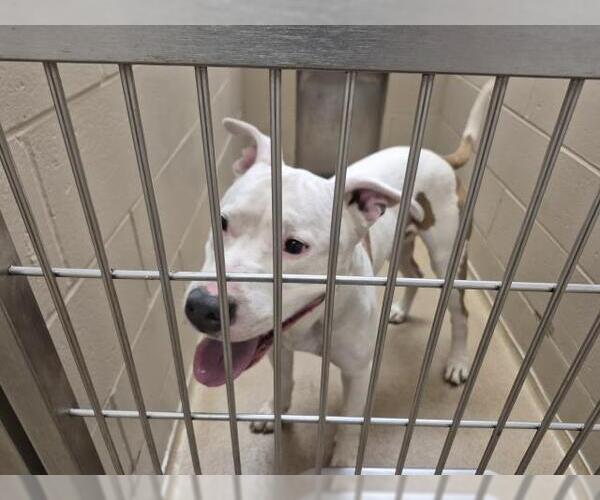 Medium Photo #1 American Pit Bull Terrier-Unknown Mix Puppy For Sale in Decatur, IL, USA