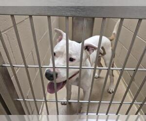 American Pit Bull Terrier-Unknown Mix Dogs for adoption in Decatur, IL, USA