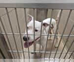 Small American Pit Bull Terrier Mix