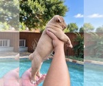 Small Photo #9 Olde English Bulldogge Puppy For Sale in FORT WORTH, TX, USA