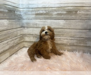 Cavapoo Puppy for sale in FULTON, KS, USA