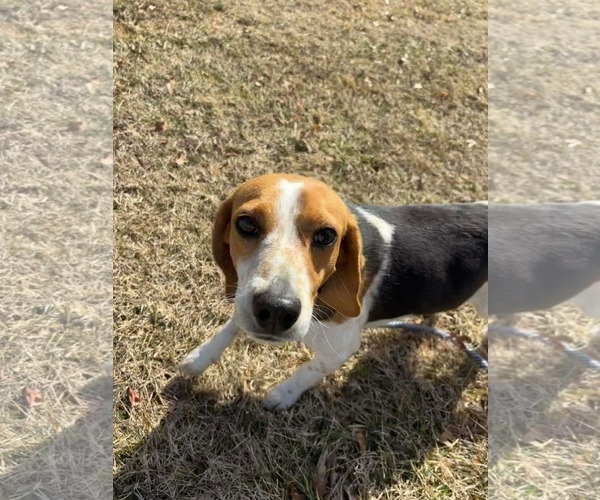 Medium Photo #5 Mutt Puppy For Sale in Rustburg, VA, USA