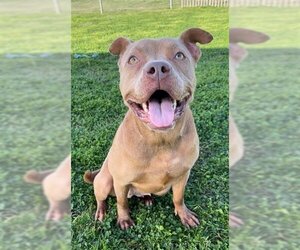 Staffordshire Bull Terrier Dogs for adoption in Rosenberg, TX, USA