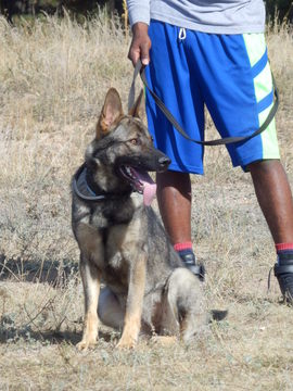 Medium Photo #1 German Shepherd Dog Puppy For Sale in COLORADO SPRINGS, CO, USA