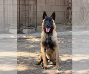 Mutt Dogs for adoption in Imlay City, MI, USA