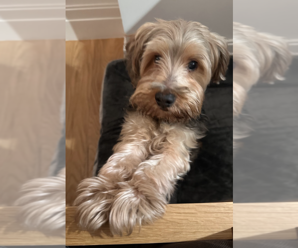 Medium Photo #3 Mutt Puppy For Sale in Brooklyn, NY, USA