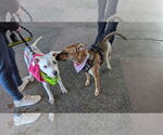 Small #14 Rat Terrier Mix