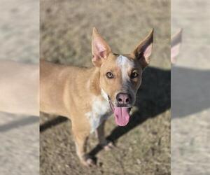 Labrador Retriever-Unknown Mix Dogs for adoption in Temple, TX, USA