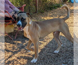 Moose - Male Black Mouth Cur-Boxer Mix Dog for Adoption - Photo #3