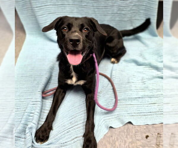 Medium Photo #2 Labrador Retriever Puppy For Sale in Long Beach, CA, USA