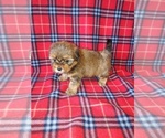 Small #9 Shorkie Tzu