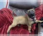 Small Photo #107 Belgian Malinois Puppy For Sale in REESEVILLE, WI, USA