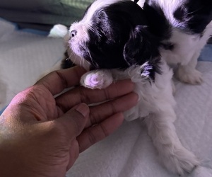 Shih-Poo Puppy for sale in HAMPTON, VA, USA