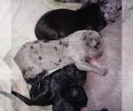 Small Photo #9 Great Dane Puppy For Sale in PIERSON, MI, USA