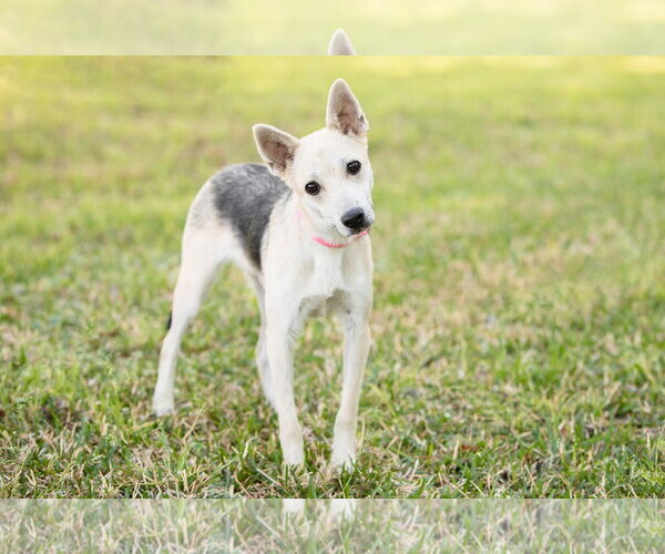 Medium Photo #1 German Shepherd Dog Puppy For Sale in Montgomery, AL, USA