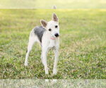 Small German Shepherd Dog