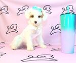 Small Photo #3 Poodle (Miniature) Puppy For Sale in LAS VEGAS, NV, USA