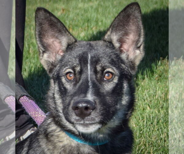 Medium Photo #5 Norwegian Elkhound Puppy For Sale in Huntley, IL, USA
