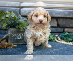 Puppy Silas Poovanese