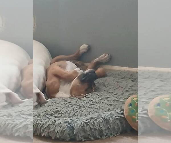 Medium Photo #5 Boxer Puppy For Sale in Burnsville, MN, USA