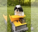 Small #2 Shih Tzu