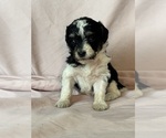 Pepper - Female Bernedoodle (Miniature) Puppy for Sale - Photo #5