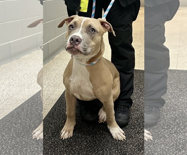 Medium Photo #18 Boxer-Unknown Mix Puppy For Sale in Princeton, MN, USA