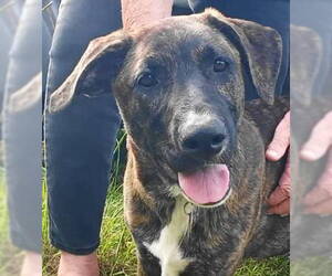Catahoula Leopard Dog-Labrador Retriever Mix Dogs for adoption in Frankston, TX, USA
