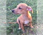 Small #32 Chiweenie