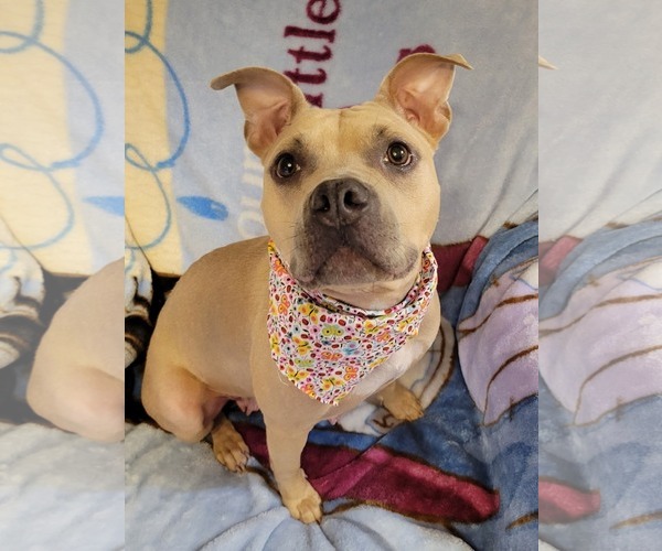 Medium Photo #7 Mutt Puppy For Sale in Rockaway, NJ, USA