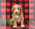 Small Photo #2 Goldendoodle Puppy For Sale in MILLERSBURG, PA, USA