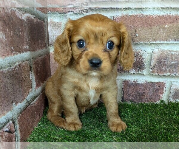 Medium Photo #9 Cavalier King Charles Spaniel Puppy For Sale in MOBERLY, MO, USA