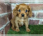 Small #8 Cavalier King Charles Spaniel