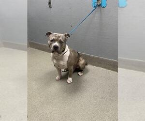 American Bulldog-Unknown Mix Dogs for adoption in Las Vegas, NV, USA