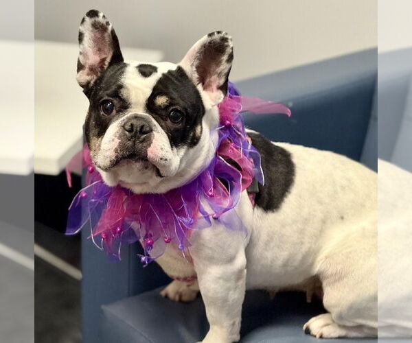 Medium Photo #5 French Bulldog Puppy For Sale in Cranford, NJ, USA