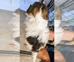 Small #5 Havanese