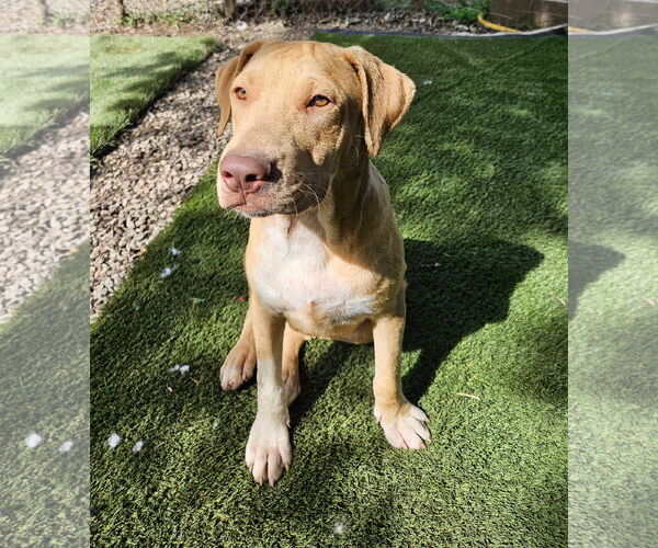 Medium Photo #3 Boxador Puppy For Sale in Tracy City, TN, USA