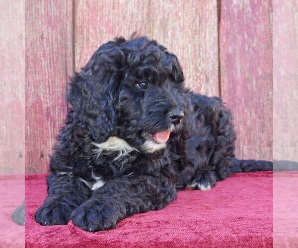 Medium Photo #2 Bernedoodle Puppy For Sale in THORP, WI, USA