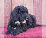 Small Photo #2 Bernedoodle Puppy For Sale in THORP, WI, USA