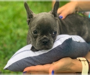 French Bulldog Puppy for sale in JACKSONVILLE, FL, USA