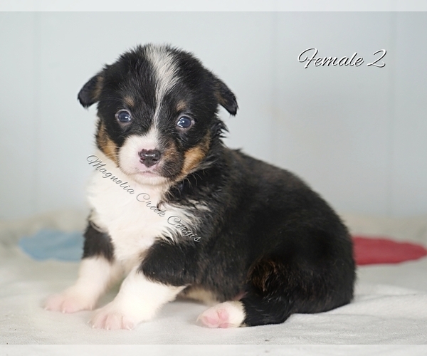 Medium Photo #14 Pembroke Welsh Corgi Puppy For Sale in ANDALUSIA, AL, USA