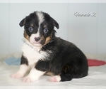 Small Photo #14 Pembroke Welsh Corgi Puppy For Sale in ANDALUSIA, AL, USA