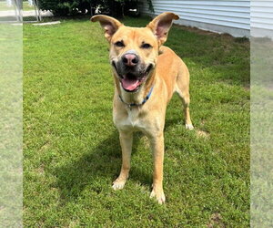 Stone - Male German Shepherd Dog-Unknown Mix Dog for Adoption - Photo #3