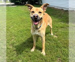 Small #2 German Shepherd Dog Mix