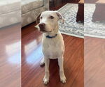 Small #7 Bullboxer Pit