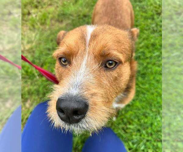 Medium Photo #5 Mutt Puppy For Sale in Candler, NC, USA