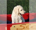 Small Photo #40 Poodle (Standard) Puppy For Sale in LAKE CITY, FL, USA