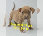 Small #4 Staffordshire Bull Terrier Mix