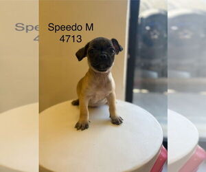 Chug Dogs for adoption in Studio City, CA, USA